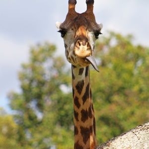 Meet your Posher, Tyler